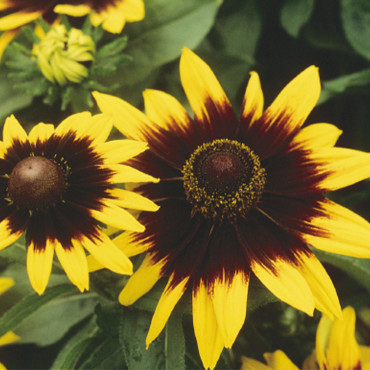 Rudbeckia hirta Sono...