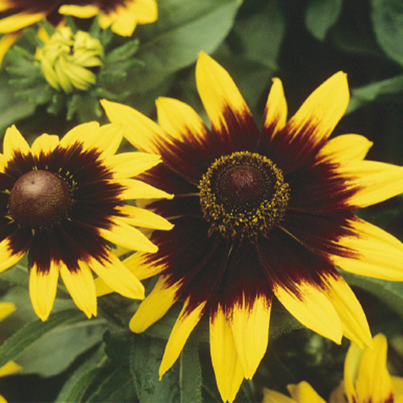 Rudbeckia hirta Sonora