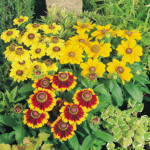 Rudbeckia hirta Toto...