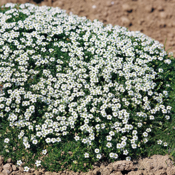 Sagina subulata