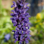 Salvia x superba Ado...