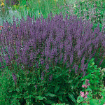 SalviaDwarf Blue Que...