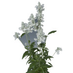 Salvia farinacea Evo...