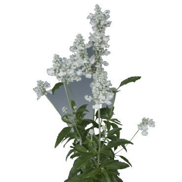 Salvia farinacea Evo...