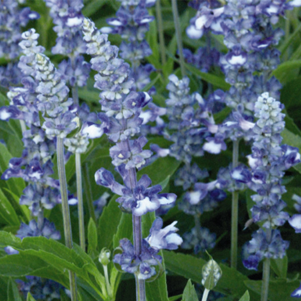 Salvia farinacea Fairy Queen