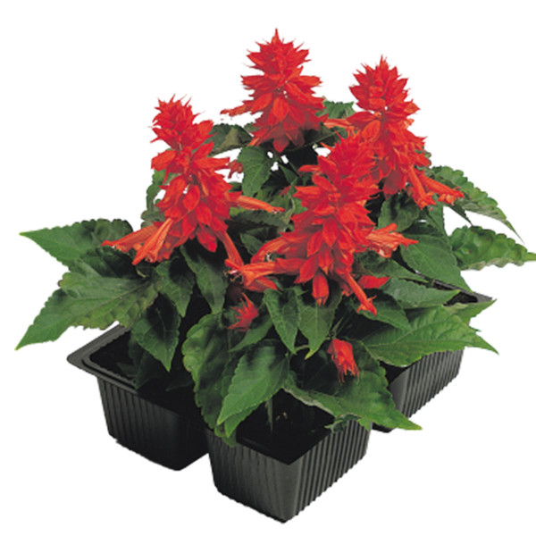 Salvia splendens  Cover Girl