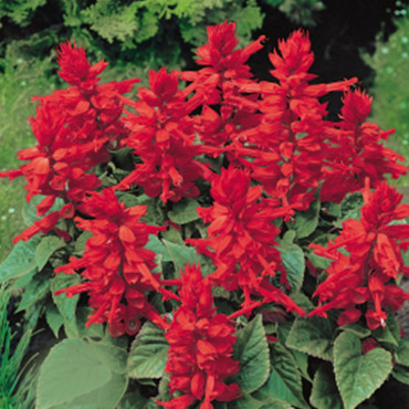 Salvia splendens Sal...