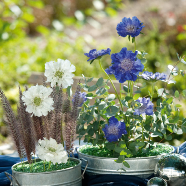 Scabiosa caucasica Fama