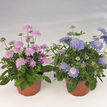 Scabiosa japonica va...