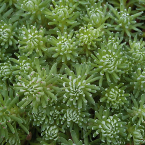 Sedum forsterianum Oracle