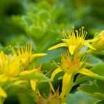 Sedum ellacombianum ...