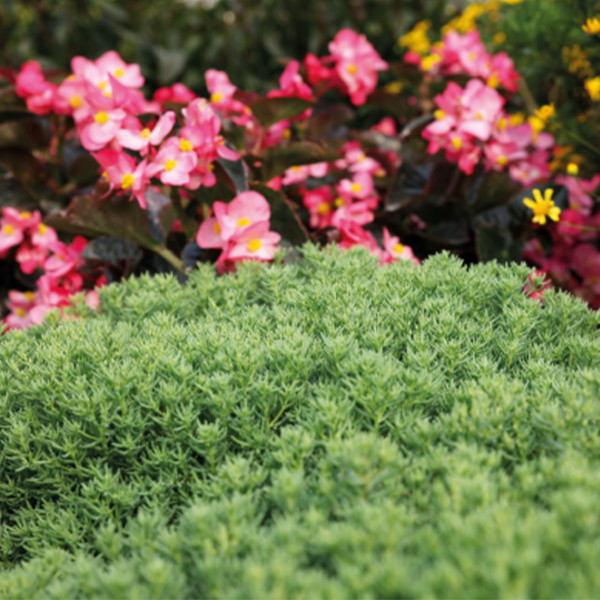 Sedum rubens Lizard