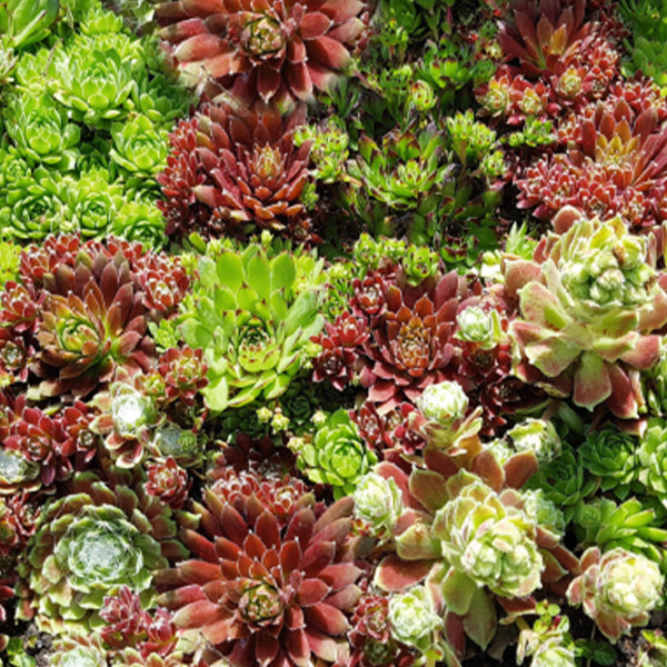 Sedum spurium Voodo