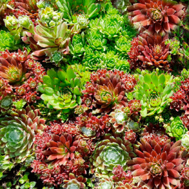 Sempervivum Hippie C...