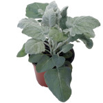 Senecio cineraria Ne...