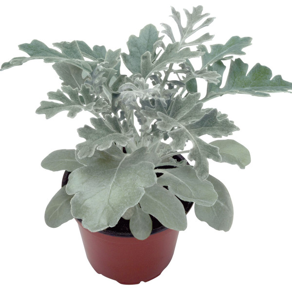 Senecio cineraria Silverdust