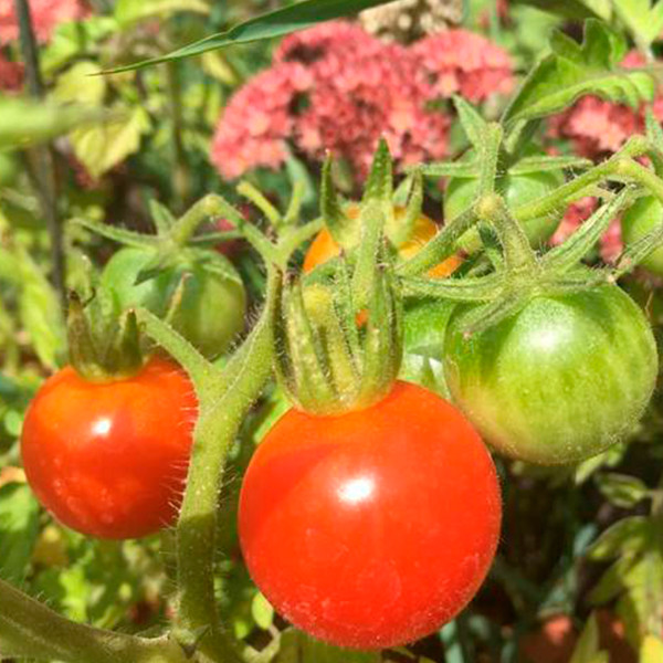 Solanum lycop.Gardeners Delight