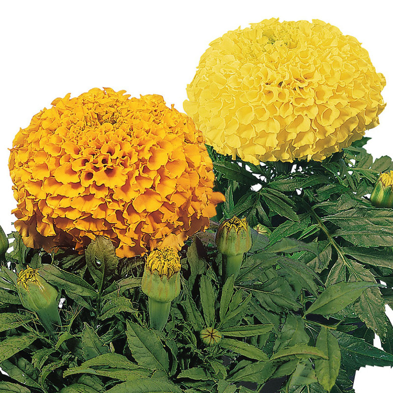 Tagetes erecta Discovery