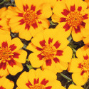 Tagetes patula Disco