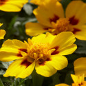 Tagetes patula Disco