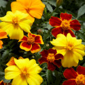 Tagetes patula Disco