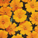 Tagetes patula Disco