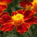 Tagetes patula Disco