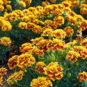 Tagetes patula Little Hero