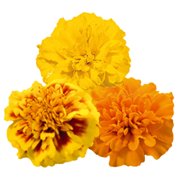 Tagetes patula Little Hero