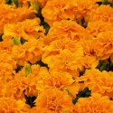 Tagetes patula Little Hero