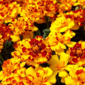 Tagetes patula Safari