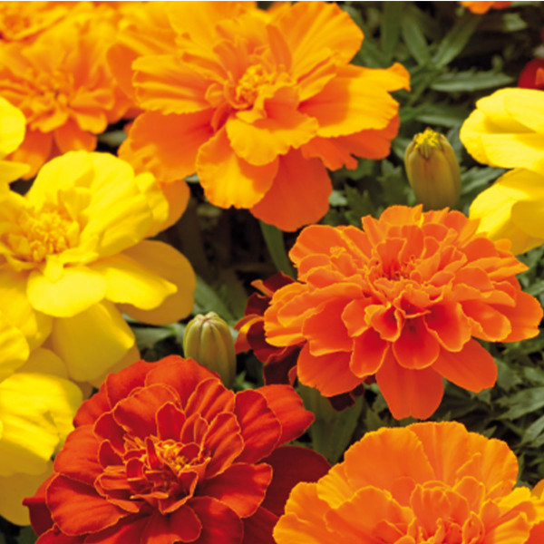 Tagetes patula Safari
