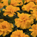 Tagetes patula Safari