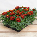 Tagetes patula Safari