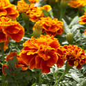 Tagetes patula Safari