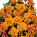 Tagetes patula Safari