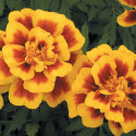 Tagetes patula Safari