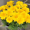 Tagetes patula Safari