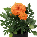 Tagetes patula Super Hero