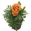 Tagetes patula Super Hero