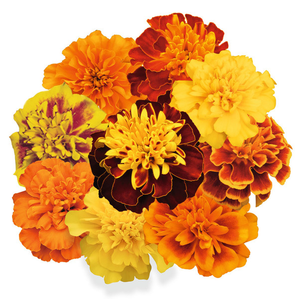 Tagetes patula Super Hero
