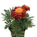 Tagetes patula Super Hero