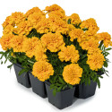 Tagetes patula Super Hero