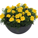 Tagetes patula Super Hero