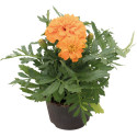 Tagetes patula Super Hero