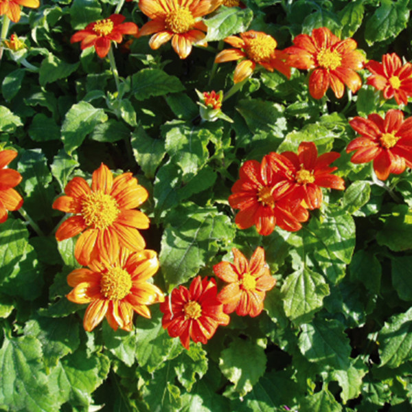 Tithonia rotundi. Fiesta del Sol