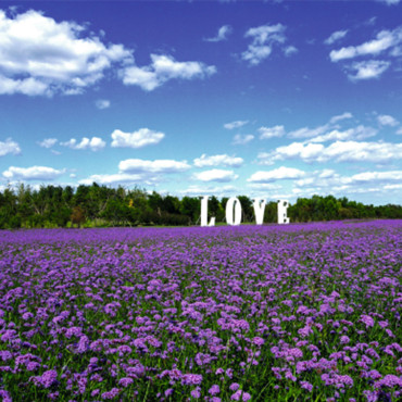 Verbena bonariensis ...