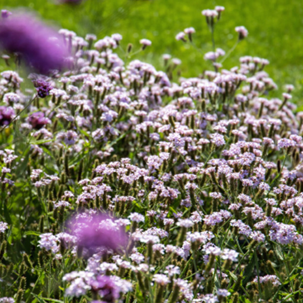 Verbena rigida Polaris