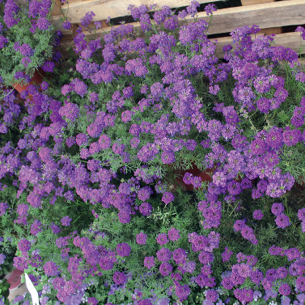 Verbena speciosa Imagination