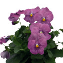 Viola cornuta Admire